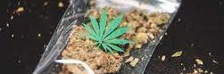 The Pros and Cons of Buying Weed Online in Canada