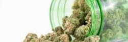 Affordable Options to Buy Cheap Weed Online in Canada