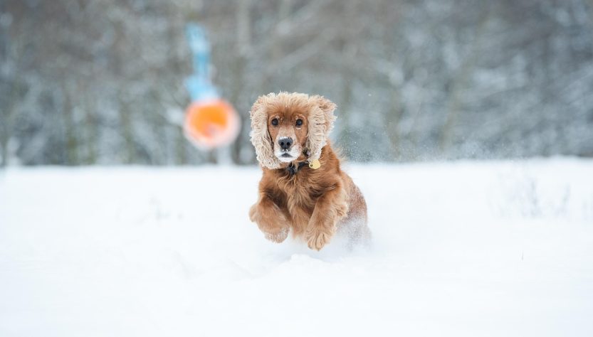 Cocker, spaniel, dog — Experiencing the Thrill of NFL Games with Free and Instant Streaming