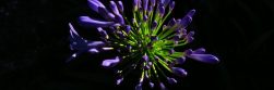 Flower, featured, flower background — Fairgo Casino Legal Status in Australia and Curacao License Explained