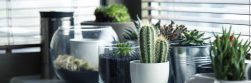 Pots, plants, cactus — Wall Cladding for Stylish, Durable, and Protective Wall Finishes