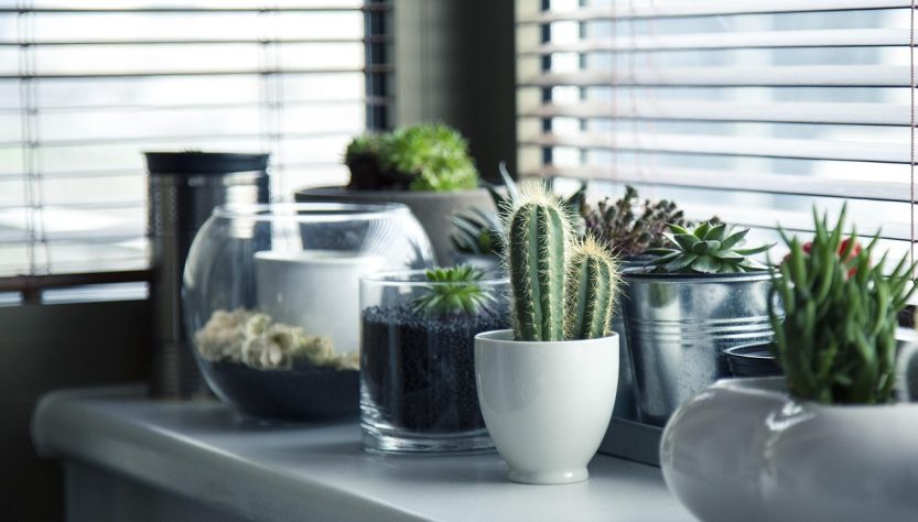 Pots, plants, cactus — Wall Cladding for Stylish, Durable, and Protective Wall Finishes